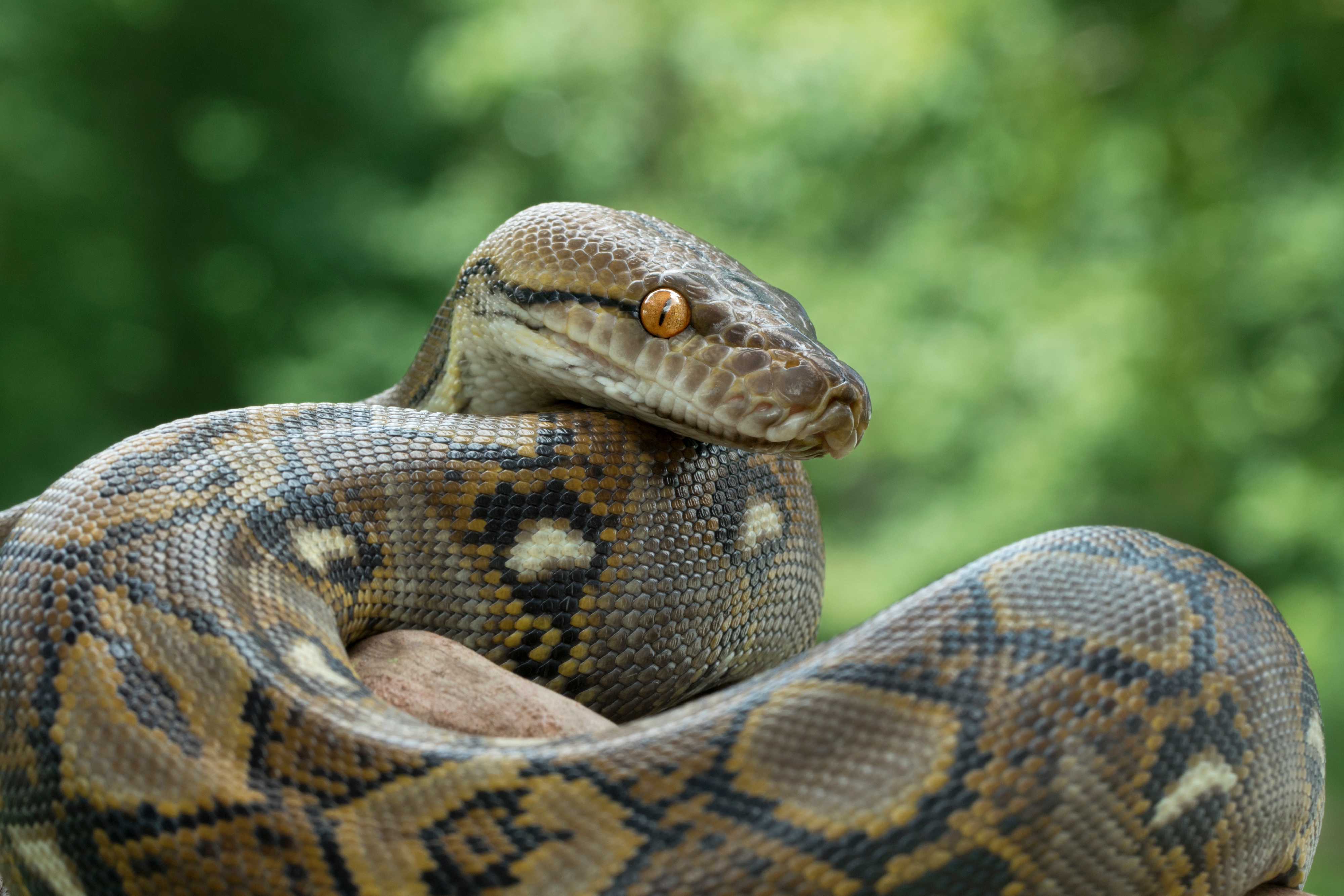 cheena bhatia recommends Girl Swallows Live Snake