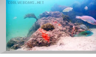 asfand saeed recommends Bahamas Live Web Cams