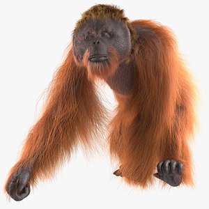 bianka gamboa recommends 3 orangutans 1 blender pic