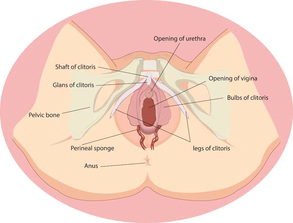 adi muliawan recommends los clitoris mas grandes pic