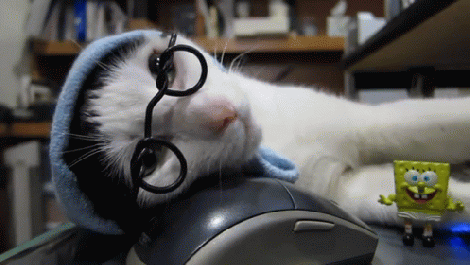 christopher pendergraft recommends Cat With Glasses Gif
