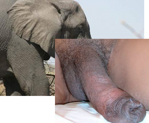 crystal lockett recommends girl sucking elephant dick pic