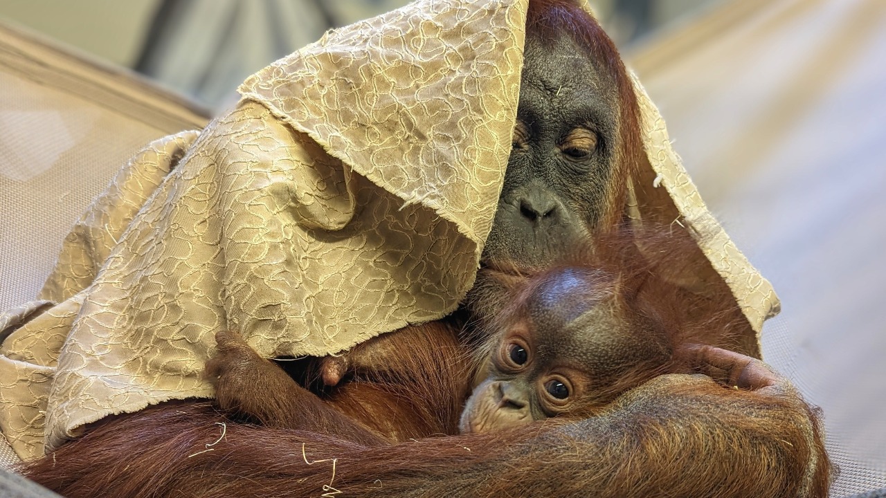 3 Orangutans 1 Blender kournikova nude