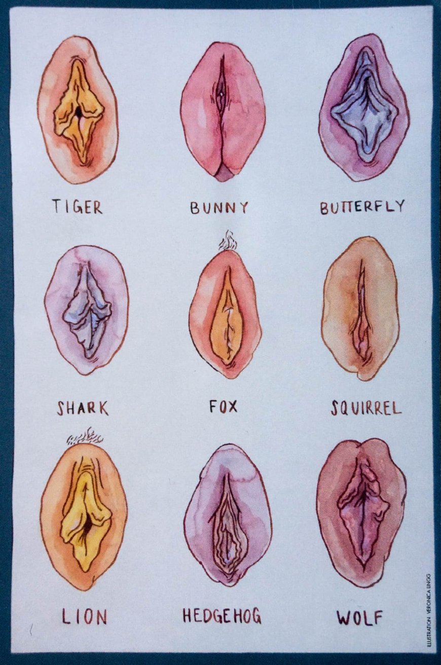 different shapes of pussy