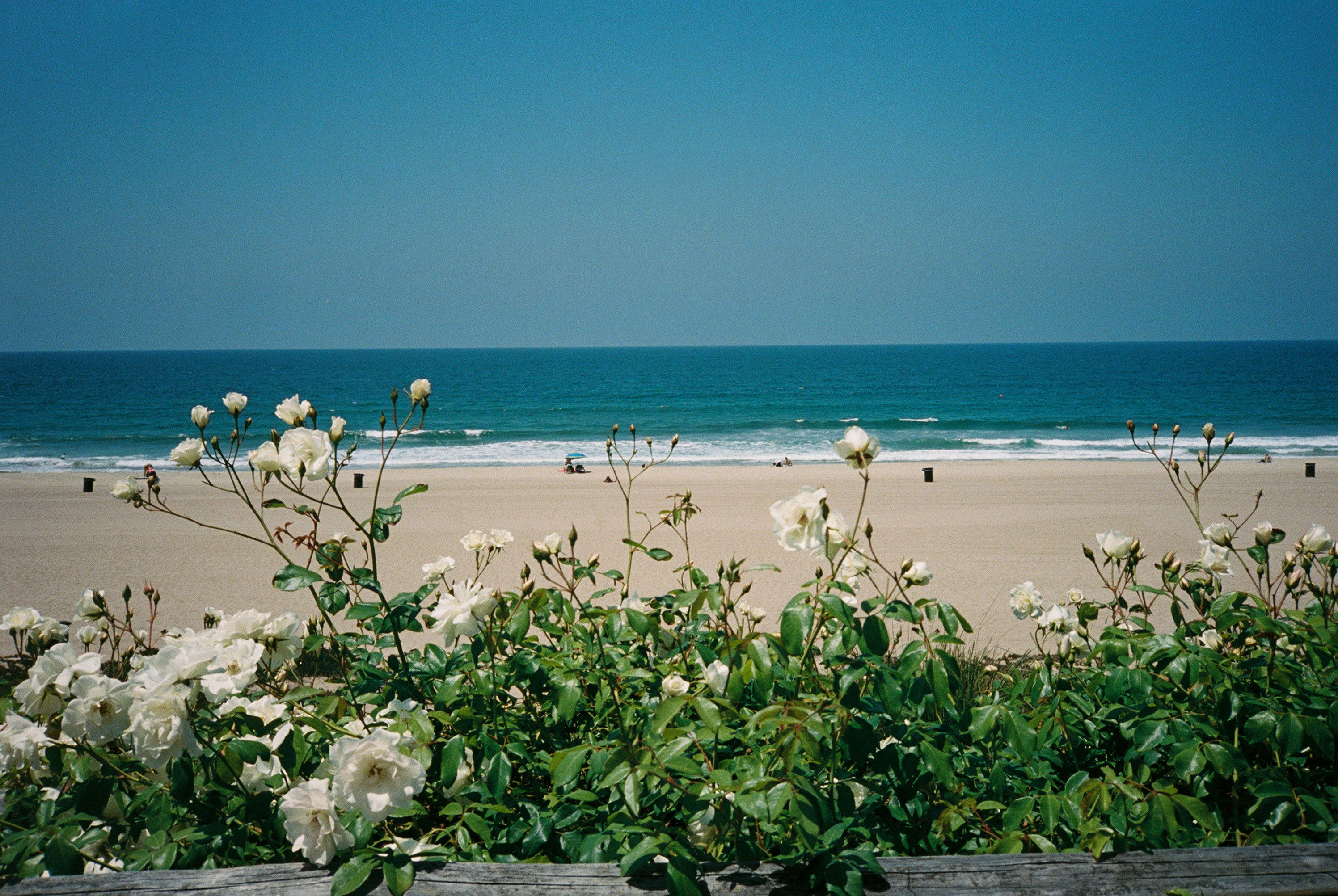 derrik marshall recommends beach bush tumblr pic