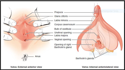 donald nielsen recommends largest clitoris in the world pic