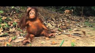 christopher lee simon add 3 orangutans 1 blender photo
