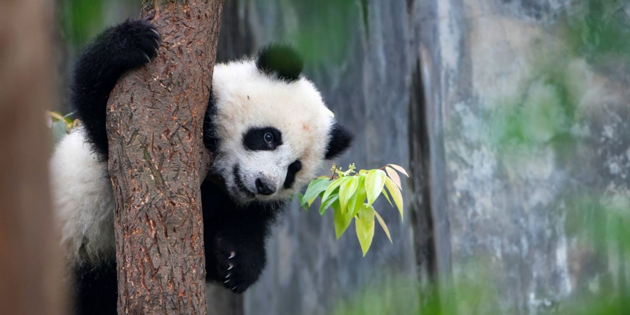 cassandra lynn jackson recommends panda adult film pic