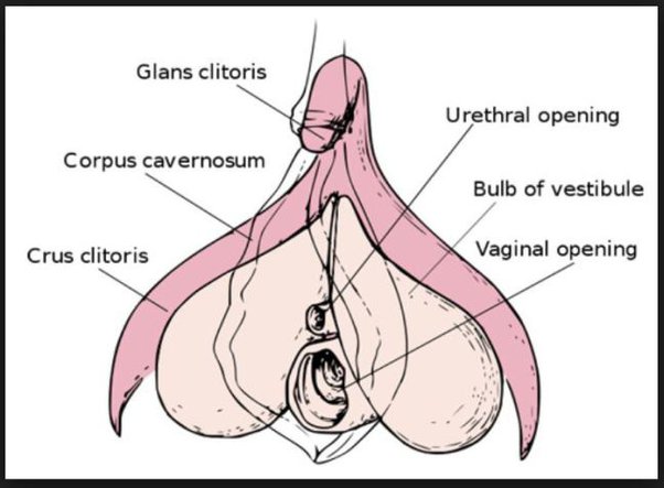 bk tan recommends largest clitoris in the world pic