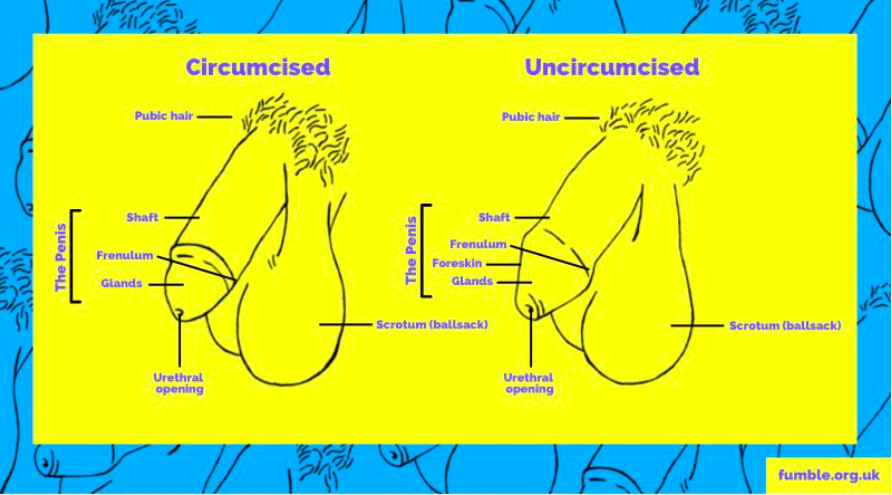 Best of How to masturbate uncircumcised