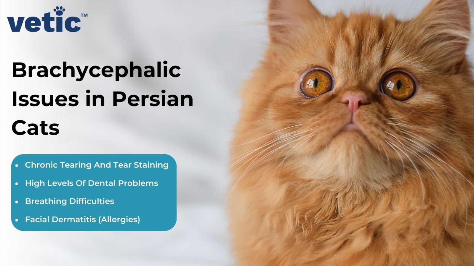 persian kitty adult