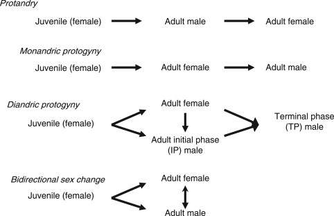 brooke hux recommends 2 Hermaphrodites Having Sex