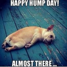 anne varco recommends Hump Day Image