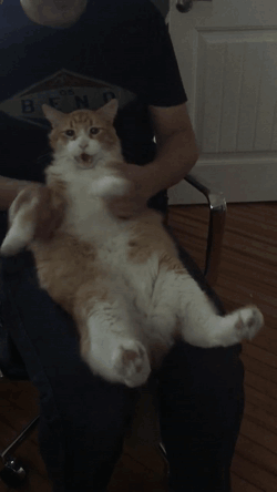 Fat Cat Dancing Gif janetmasonxxx twitter