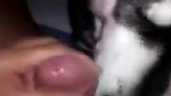 Best of Guy cums in dogs mouth