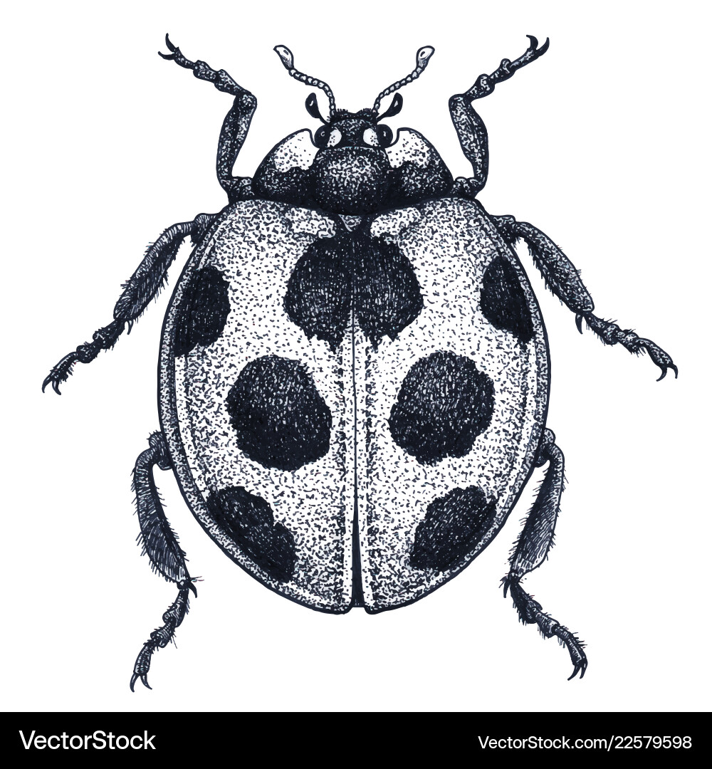 carolyn knorr recommends ladybug tattoo black and white pic