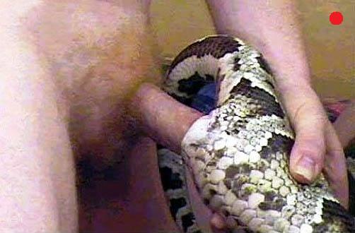 crystal seabolt recommends Guy Has Sex With A Snake