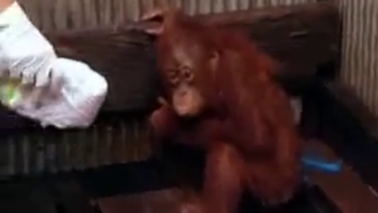 andre felder recommends 3 Orangutans 1 Blender