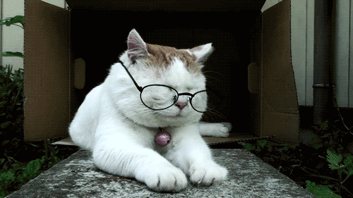 antonio mcleod recommends cat with glasses gif pic