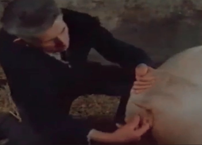 Guy Fucking A Pig to go