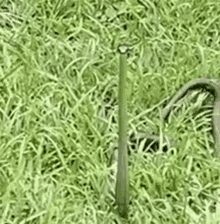 Best of Snake in the grass gif