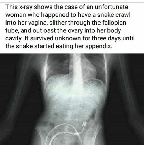 snake in pussy porn