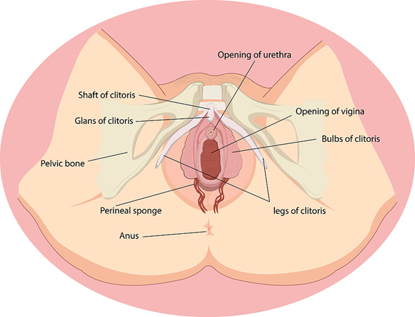 dale lundgren recommends how to suck the clitoris pic