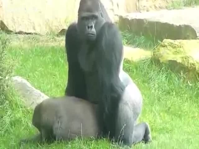 abhishek thanki add photo gorilla fucking a woman
