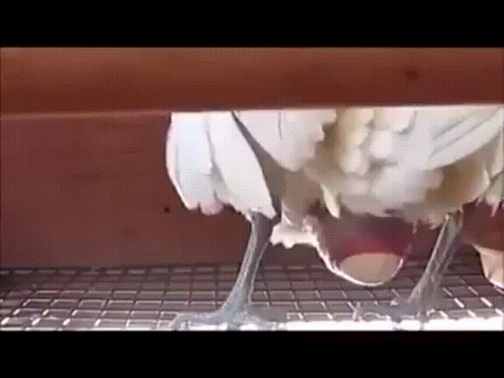 Best of Animated egg laying porn gif