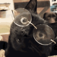 ashleigh barrington share cat with glasses gif photos