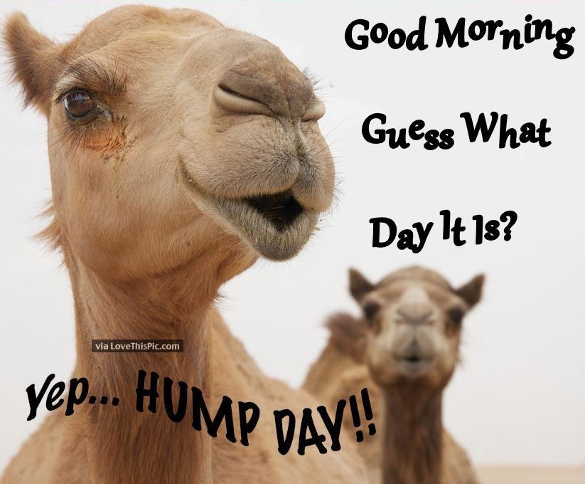 Best of Hump day image
