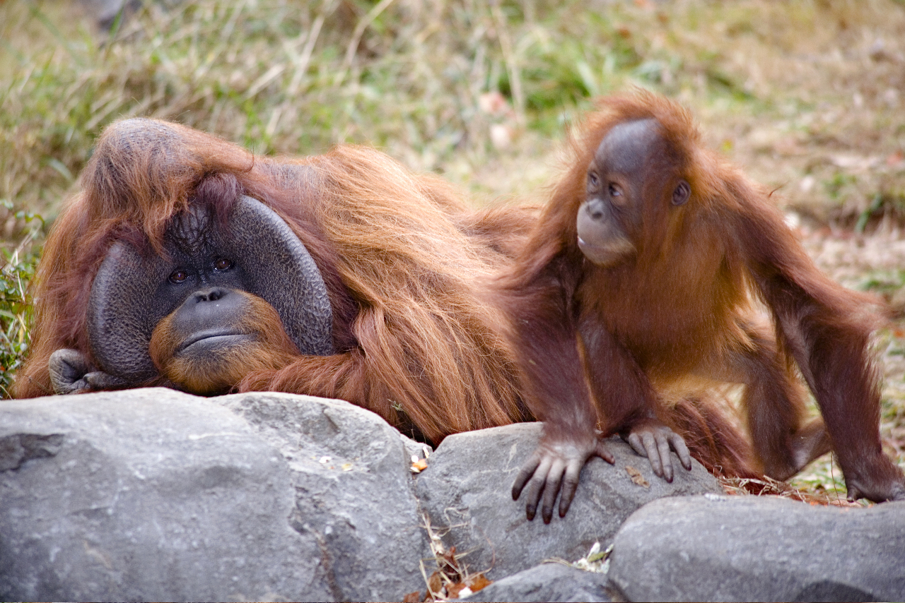 cameron corbin recommends 3 orangutans 1 blender pic