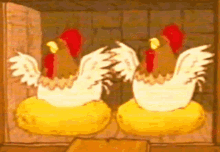 bill kays recommends chicken laying an egg gif pic