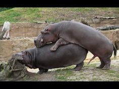 ardelean ioana share animals mating videos photos