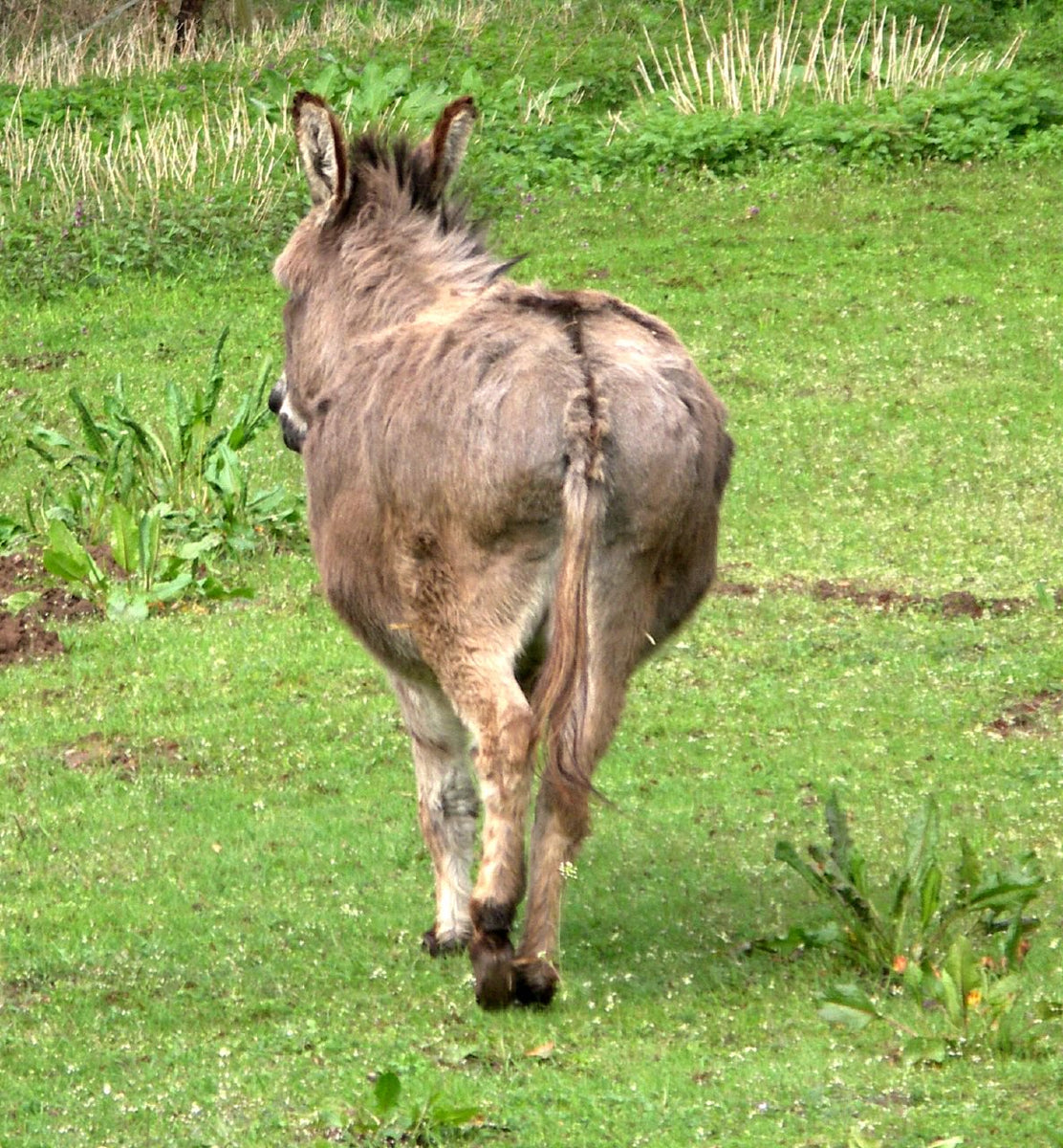 ben jaggard recommends black hairy ass pic