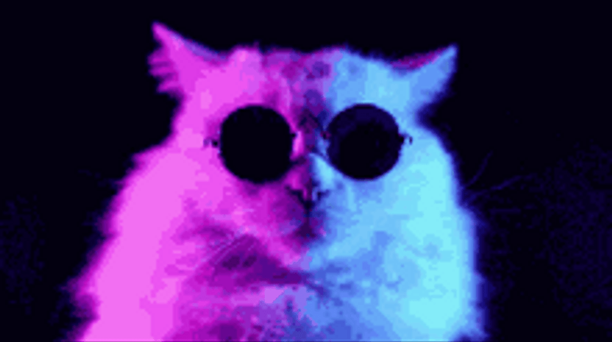 ashley caggiano add photo cat with glasses gif