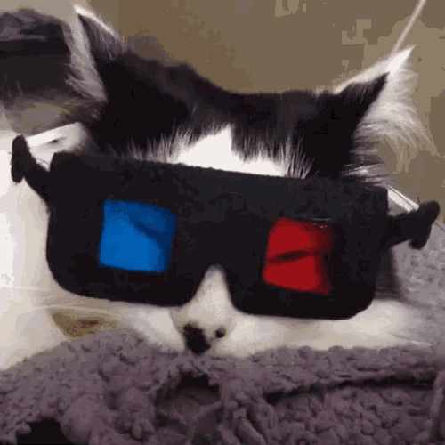 anne beukes recommends Cat With Glasses Gif