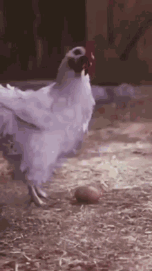 campise add photo chicken laying an egg gif