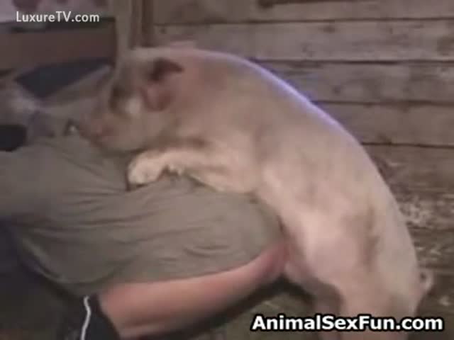 guy fucking a pig