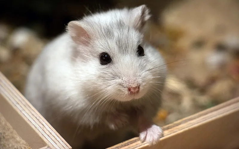 aziz jaffer recommends Dingos Hamster Watch