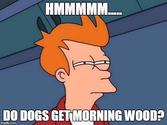 cynthia kanaga add photo do dogs get morning wood