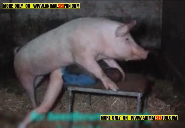 aaliyah fields recommends guy fucking a pig pic