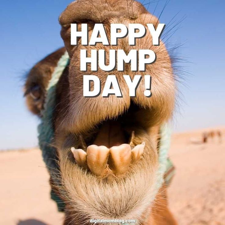 darcy leslie recommends Hump Day Image