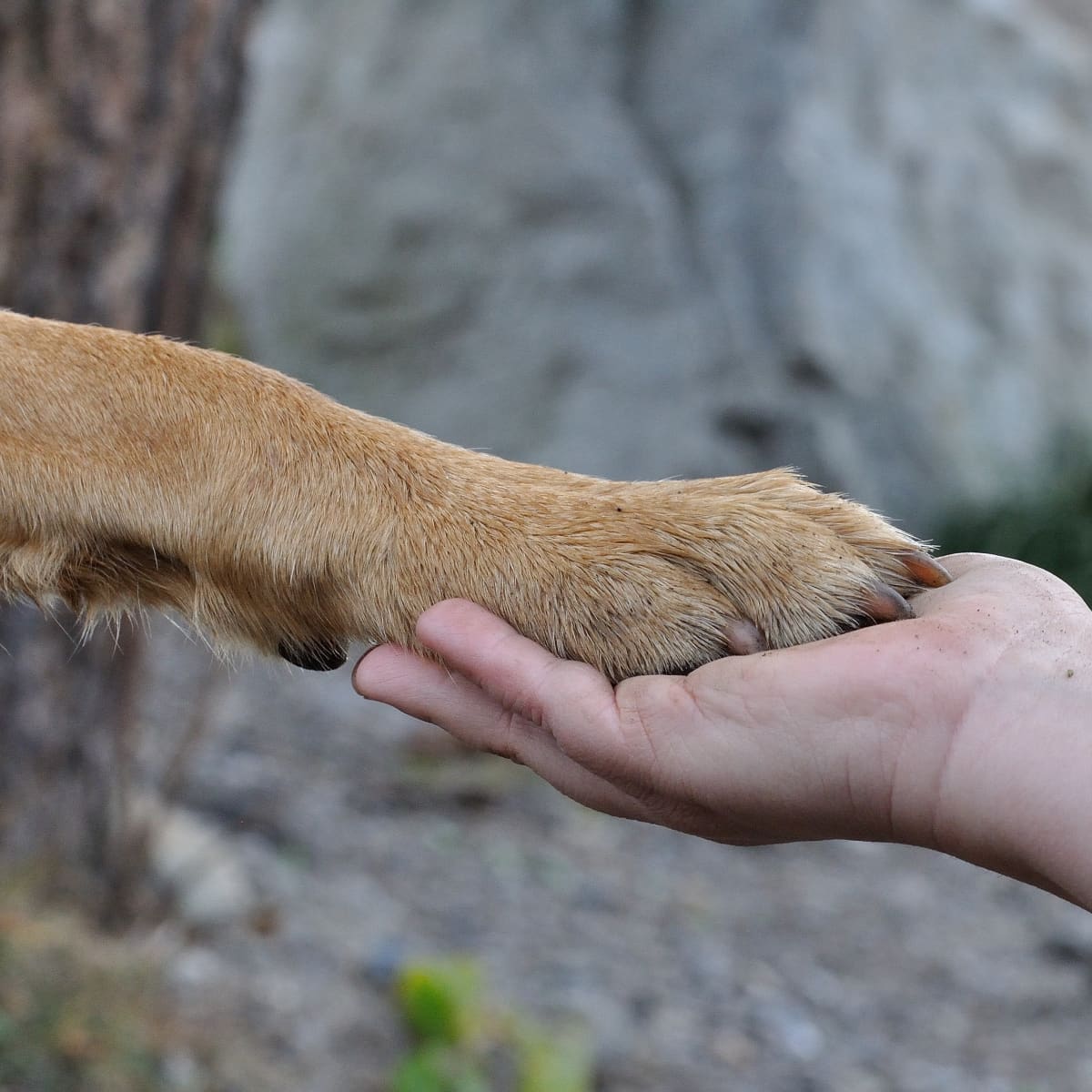 danielle spice recommends Keep Your Paws Moving