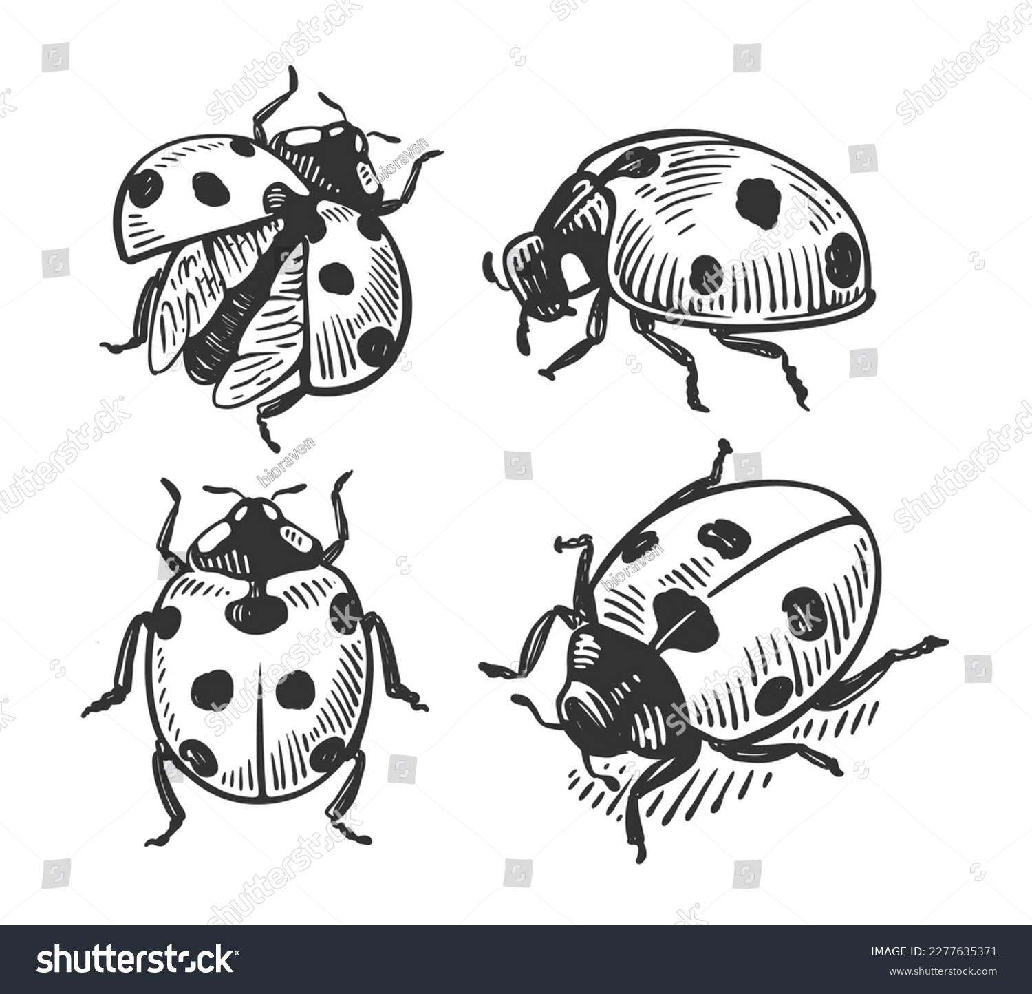 Ladybug Tattoo Black And White slave foursome