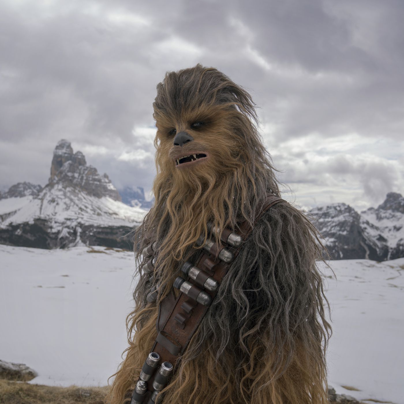 callie cat share pictures of chewy from star wars photos