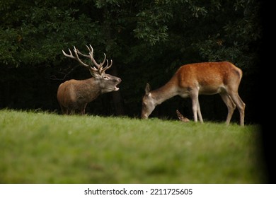 craig healey recommends sex in deer stand pic