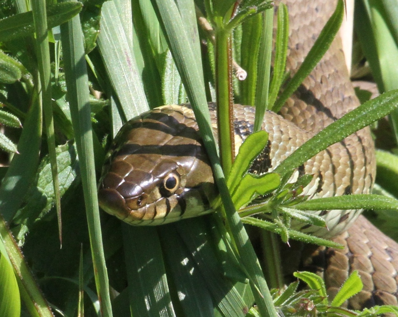 angelo pelagio share snake in the grass gif photos