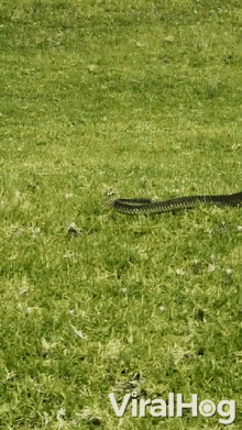 anuj bahal add snake in the grass gif photo