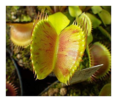 Best of Venus fly trap charlie